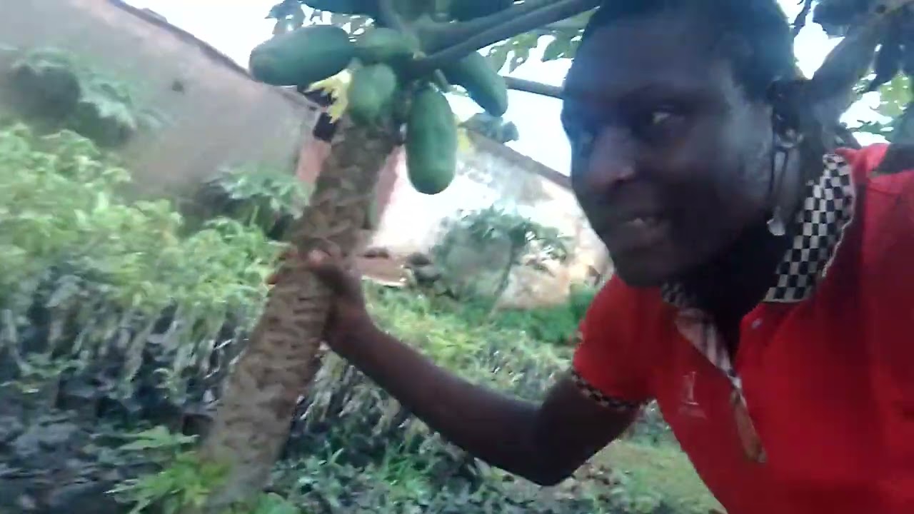 culture de la papaye au cameroun
