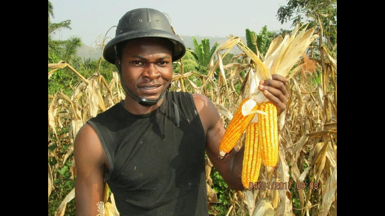 culture du mais au cameroun