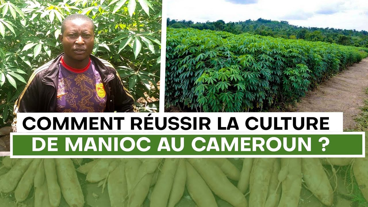 culture du manioc au cameroun 1