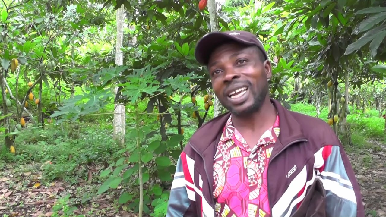 fiche technique culture du cacao au cameroun pdf