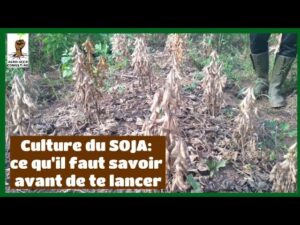 fiche technique de la culture du soja au cameroun