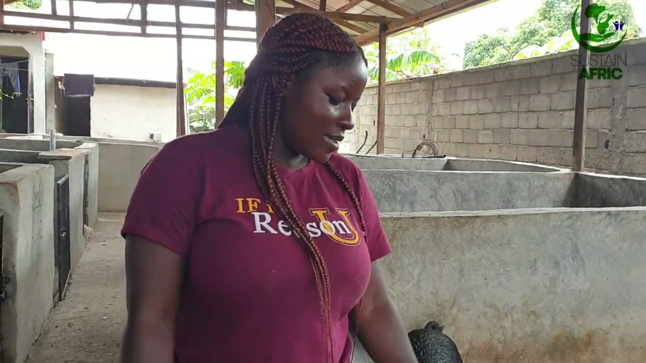 fiche technique elevage de porc au cameroun