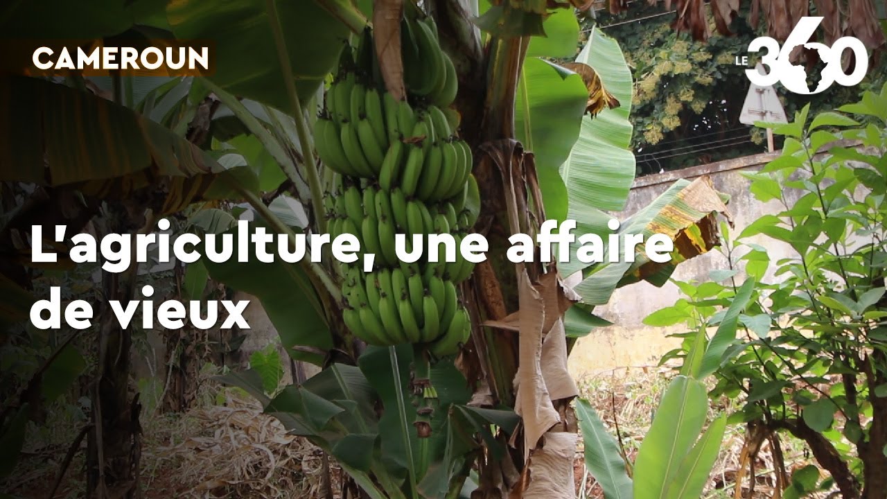 les jeunes et lagriculture au cameroun