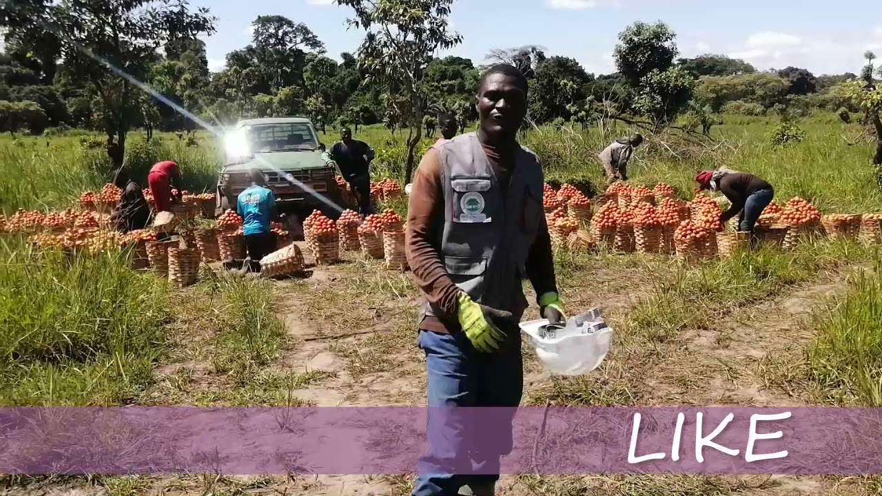 les problemes de l agriculture au cameroun pdf