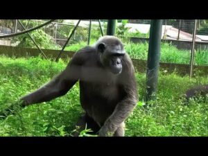 liste des animaux proteges au cameroun