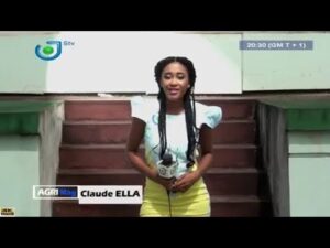 palmier a huile au cameroun 1