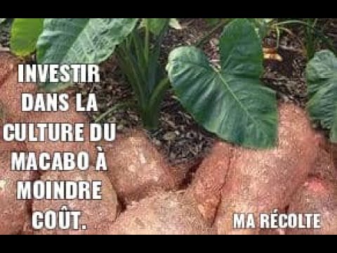 Le guide complet sur le prix du sac de macabo au Cameroun 1 prix du sac de macabo au cameroun