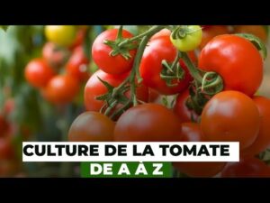 tout sur la culture de la tomate au cameroun