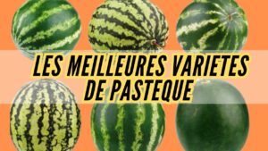Découvrez les variétés de pastèque du Cameroun : couleurs, saveurs et origines 2 variete de pasteque au cameroun