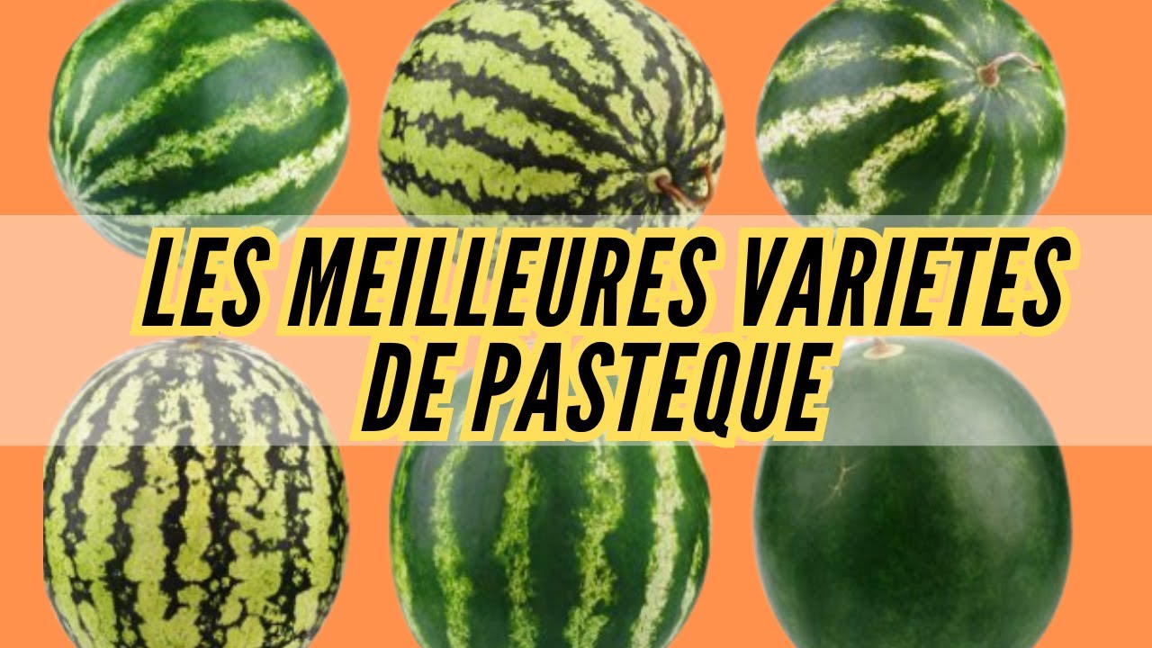 variete de pasteque au cameroun